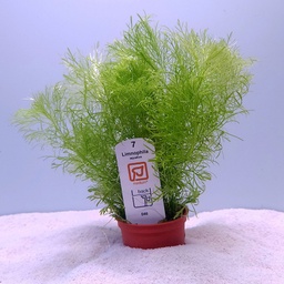 [046] Limnophila aquatica (Tropica)