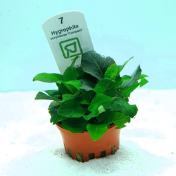 [T-052D] Hygrophila corymbosa 'Compact' (Tropica)