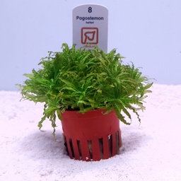 [053H] Pogostemon helferi (Tropica)