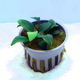 [JMK-R12-MP] Anubias barteri 'Nana petite'
