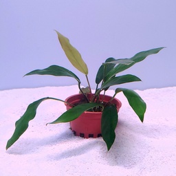 [R15-MP] Anubias minima