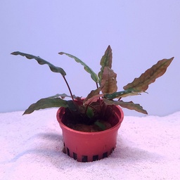 [C11] Cryptocoryne wendtii 'Red'