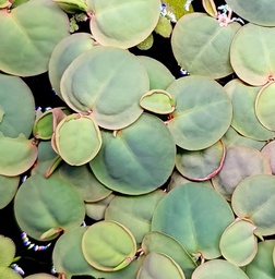 [FFP-RRF] Red Root Floaters (Phyllanthus Fluitans)