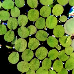 [FFP-WS-F] Water Spangles (Salvinia minima)