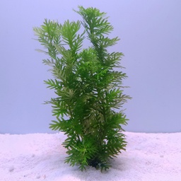 [FFP-HP-T] Hottonia palustris