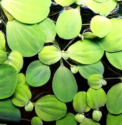 [FFP-MWL-F] Mini Water Lettuce (Pistia stratiotes)
