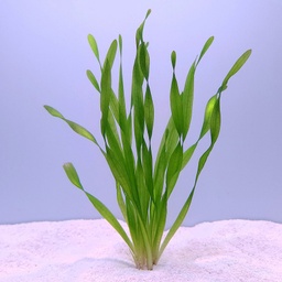 [JMK-G1] Corkscrew Val (Vallisneria asiatica)