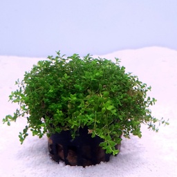[P20] Dwarf Baby Tears (Hemianthus callitrichoides 'Cuba')