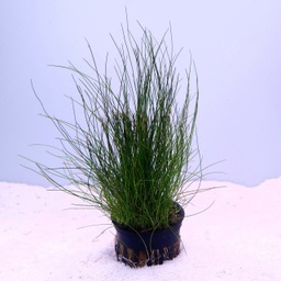 [P29] Dwarf Hairgrass (Eleocharis acicularis)