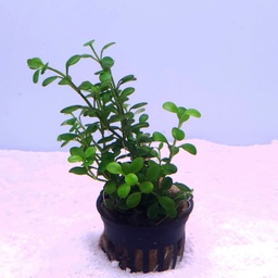 [JMK-P33] Glossostigma elatinoides