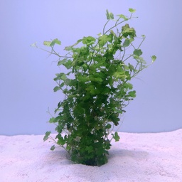 [JMK-P41] Hydrocotyle tripartita 'Japan'