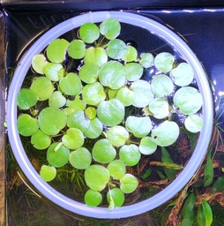 [FRS5] Floating Plant Ring 5&quot; (Small)