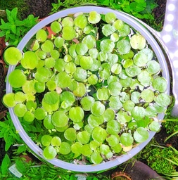 [FRM6.5] Floating Plant Ring 6.5&quot; (Medium)
