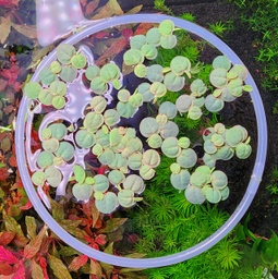 [FRL8] Floating Plant Ring 8&quot; (Large)