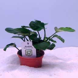 [101F] Anubias barteri 'coin leaf' (Tropica)
