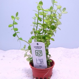 [045] Lindernia rotundifolia 'Watermelon' (Tropica)