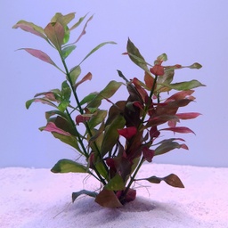 [JMK-B36] Ludwigia ovalis