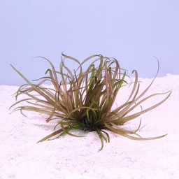 [E27] Blyxa japonica