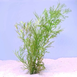 [JMK-E43] Water Sprite (Ceratopteris thalictroides)