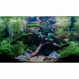 [FFP-45ULJ] Lil' Jungle 9.3 gallon nano