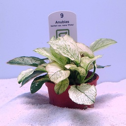 [101E] Anubias barteri 'Pinto' (Tropica)