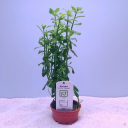 [044A] Bacopa monneiri 'Compact' (Tropica)
