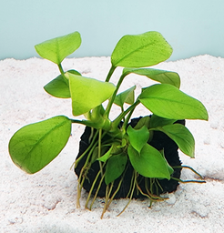 [FFP-ALR] Anubias sp. on Lava Rock