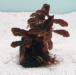 [FFP-BLR] Bucephalandra sp. on Lava Rock