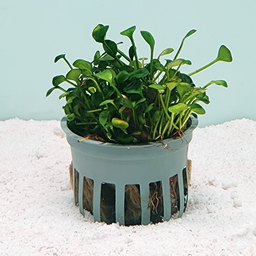 [FFP-MM-P] Marsilea minuta