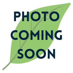 [FFP-JF-LR] Java Fern on Lava Rock