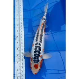 [KOI-EK01-01] 22” JAPANESE IMPORTED MARUTEN SHUSUI