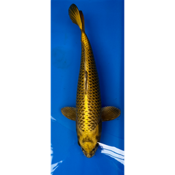 [KOI-EK01-03] 21” JAPANESE IMPORTED KIN KABUTO