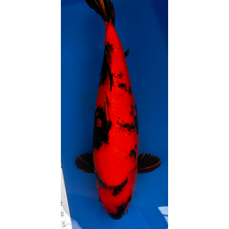 [KOI-EK01-04] 21.5” JAPANESE IMPORTED HI UTSURI - EK01-04
