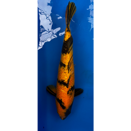[KOI-EK01-06] 22” JAPANESE IMPORTED KI UTSURI