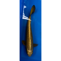 [KOI-EK01-07] 22” JAPANESE IMPORTED KIN KABUTO