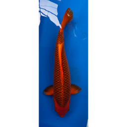 [KOI-EK01-08] 23” JAPANESE IMPORTED AKA MATSUBA
