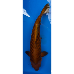[KOI-EK01-10] 23” JAPANESE IMPORTED ROOT BEER CHAGOI