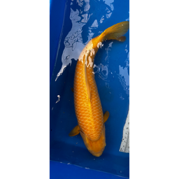 [KOI-EK01-11] 28.5” JAPANESE IMPORTED KARASHIGOI