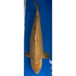 [KOI-EK01-12] 29” JAPANESE IMPORTED CHAGOI