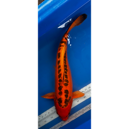 [KOI-EK01-13] 26” JAPANESE IMPORTED MIZUHO OGON