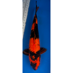 [KOI-EK01-14] 22” JAPANESE IMPORTED GINRIN HI UTSURI