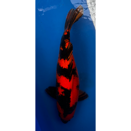 [KOI-EK01-15] 21” JAPANESE IMPORTED HI UTSURI