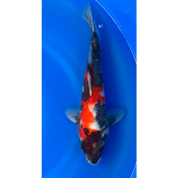 [KOI-EK6-6] 14” Japanese Imported Showa - EK6-6