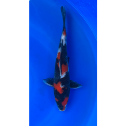 [KOI-EK6-15] 13” Japanese Imported Showa - EK6-15