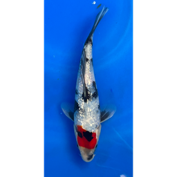 [KOI-EK6-3] 9” Japanese Imported Ginrin Showa - EK6-3