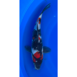 [KOI-EK6-22] 13.5” Japanese Imported Showa - EK6-22