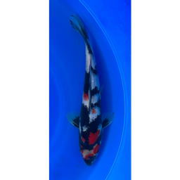 [KOI-EK6-11] 14” Japanese Imported Showa - EK6-11