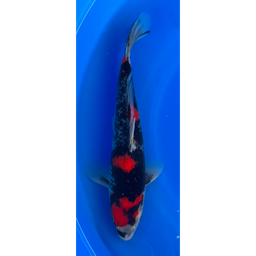 [KOI-EK6-13] 13.5” Japanese Imported Showa - EK6-13