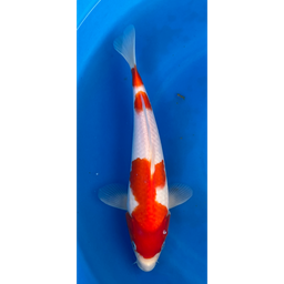 [KOI-EK6-2] 14” Japanese Imported Kohaku - EK6-2