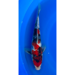 [KOI-EK6-20] 13” Japanese Imported Showa - EK6-20